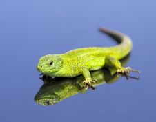 Green Lizard Over The Blue Background Stock Photo Green Lizard Over The Blue Background Stock Photo