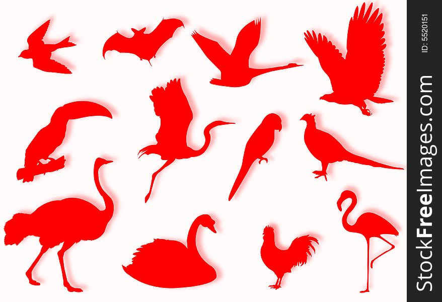 Birds silhouette to represent different species