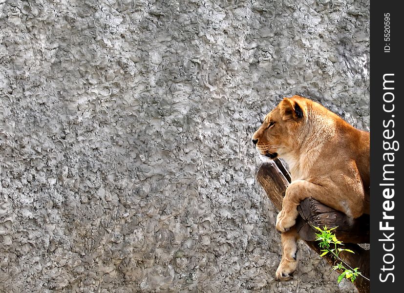 The picture of resting lioness is done in a zoo