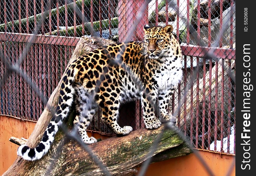 Picture of jaguar through the net of cage in a zoo. Picture of jaguar through the net of cage in a zoo