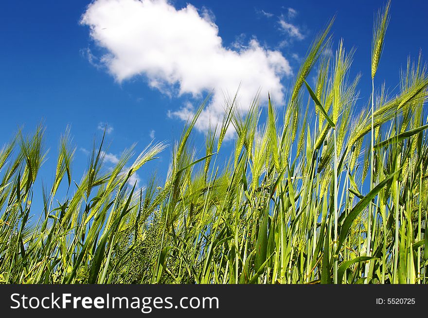 Green wheat on cloudy sky background