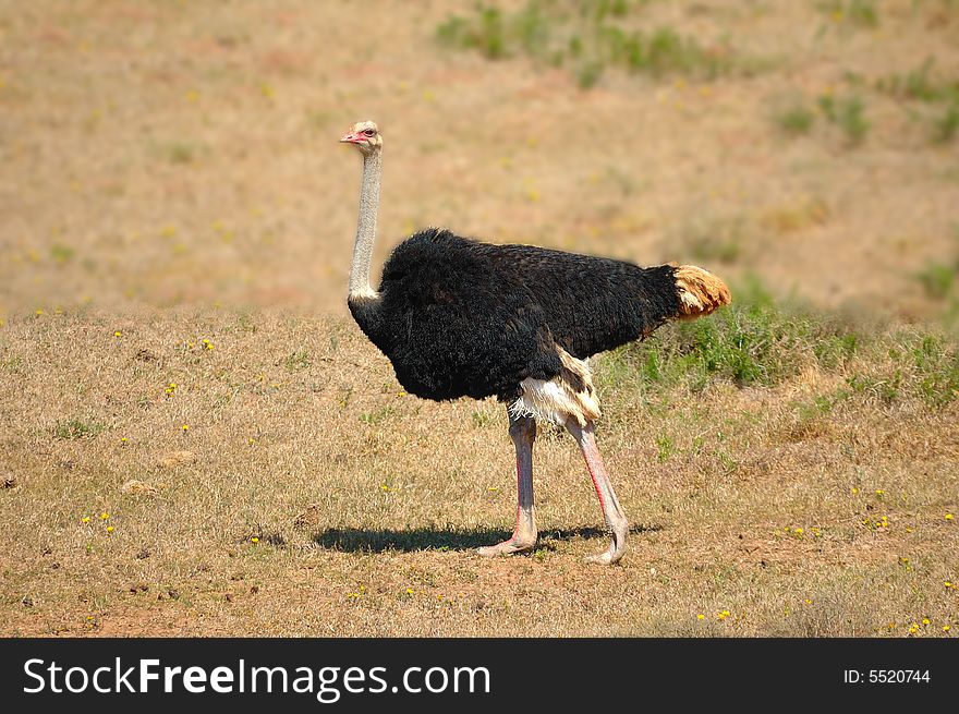 African Ostrich male during courtship (noticeable on its red legs) South Africa. African Ostrich male during courtship (noticeable on its red legs) South Africa