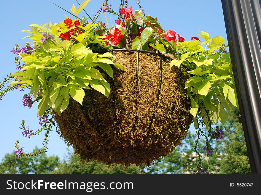 Flowers in pendant handing-plant are a popular decorative ornament of streets. Flowers in pendant handing-plant are a popular decorative ornament of streets.