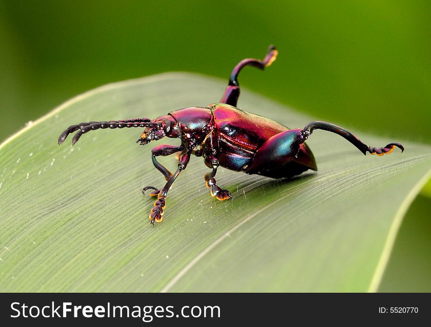 Strong Beetle