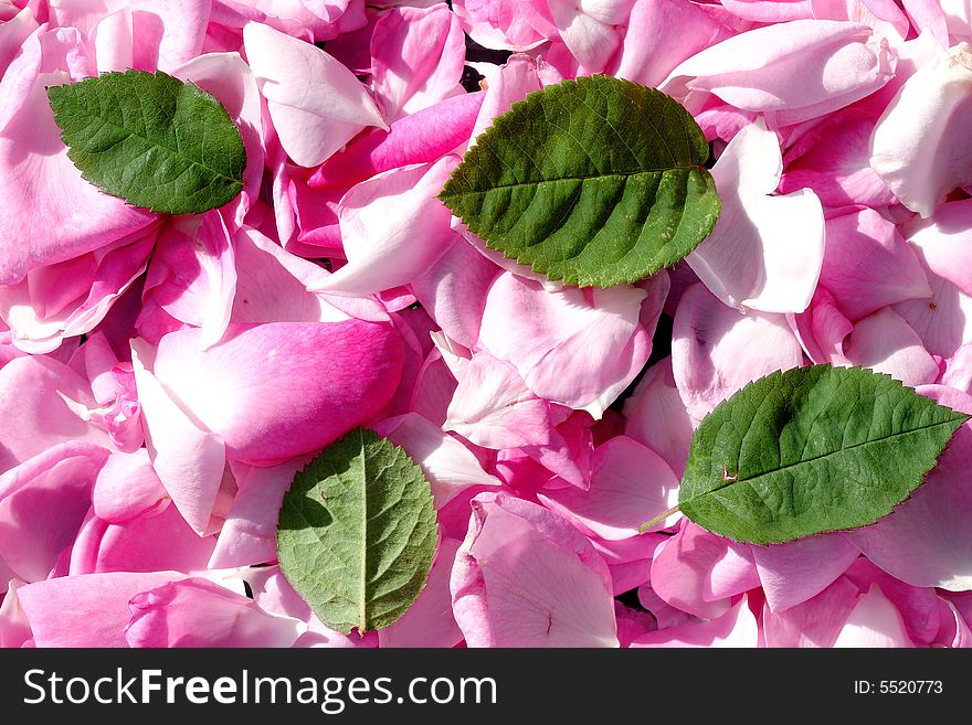 Petals of roses with green  leafs