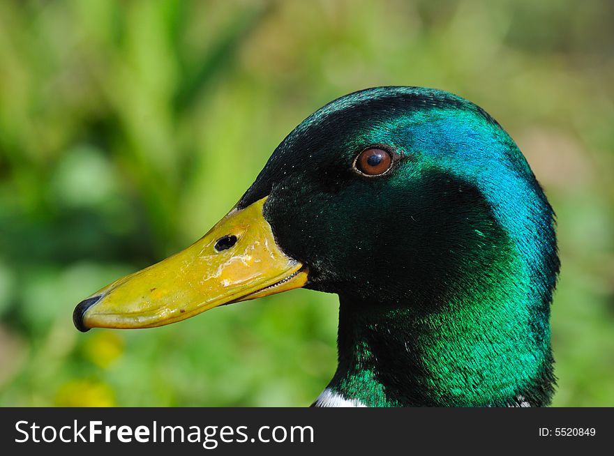Closeup of a duck's head on a green background. Closeup of a duck's head on a green background