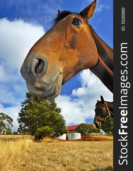 Close up of a smiling horse, from low viewpoint. Another horse looking into the picture from the right.