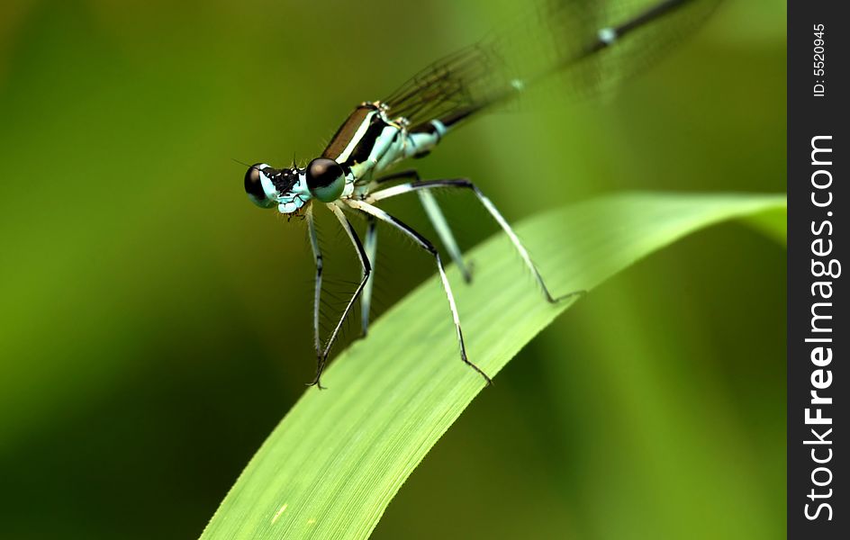 Dragonfly's face