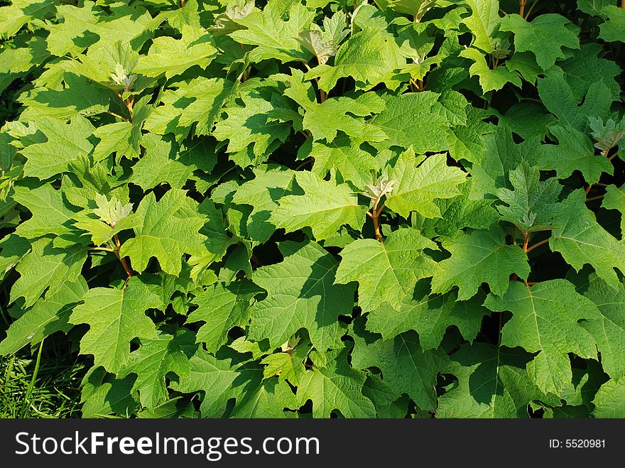Leaves of a bush can serve as an excellent green background.