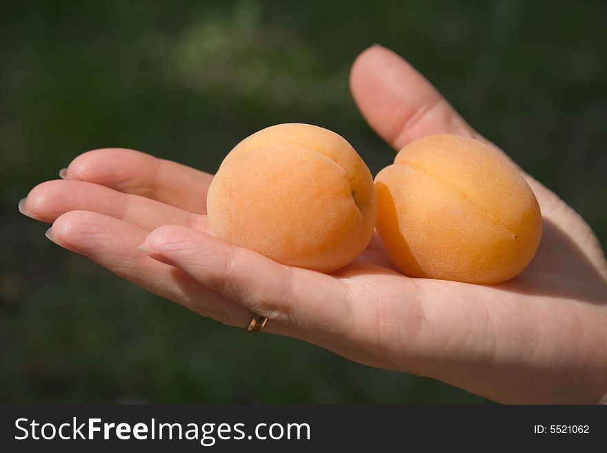 Sunny golden apricots on open hand. Sunny golden apricots on open hand