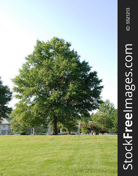 The tree at road is both a screen and a canopy from the sun. The tree at road is both a screen and a canopy from the sun.