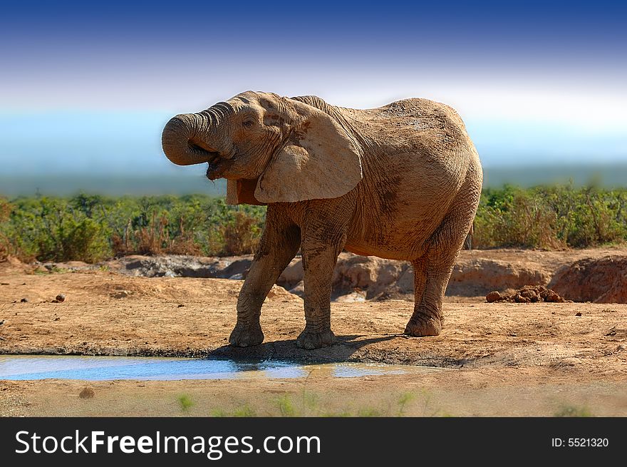 The African Bush Elephant is the largest living land dwelling animal, normally reaching 6 to 7.3 meters (South Africa). The African Bush Elephant is the largest living land dwelling animal, normally reaching 6 to 7.3 meters (South Africa)