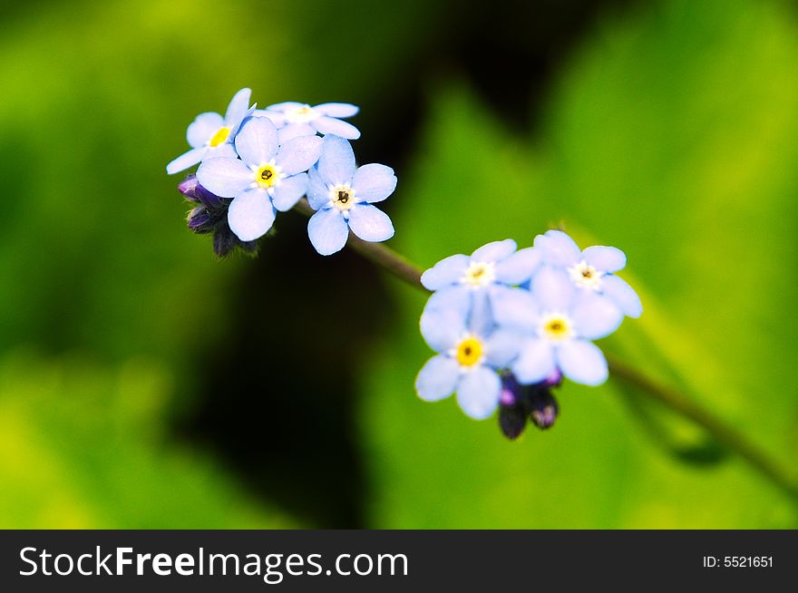 Close-up Shot of Forget-me-not flowers with green leaves as a background. Close-up Shot of Forget-me-not flowers with green leaves as a background.