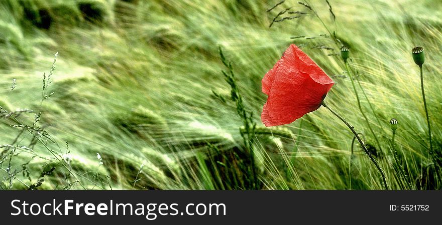 A red poppy isolated on a wheat field