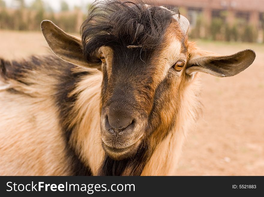 Milch goat in a farm of chinese vallage