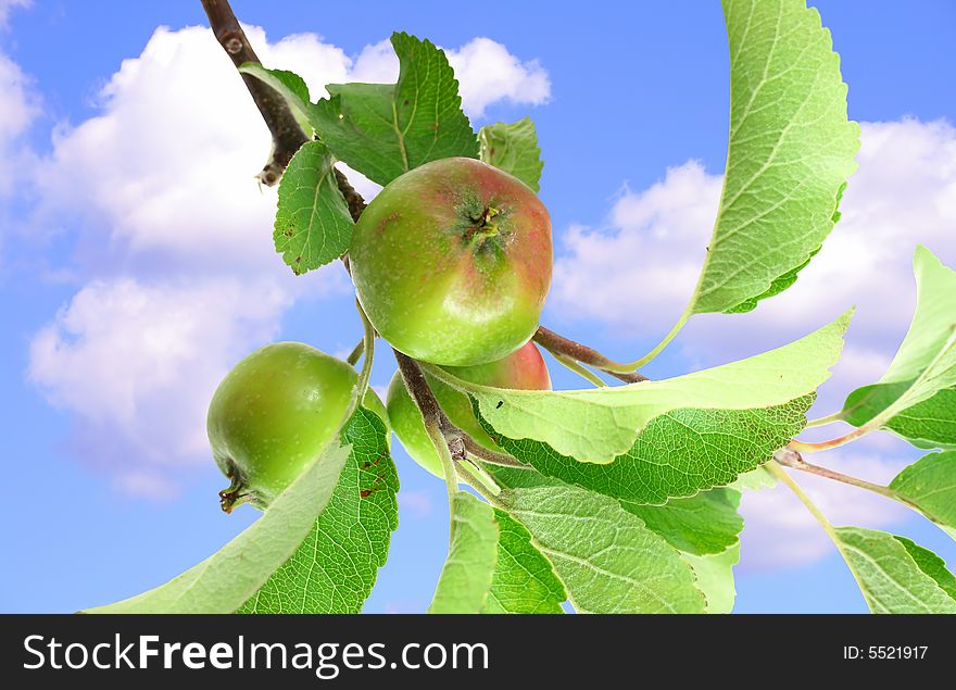 Apples with leafs on blue sky with clouds. Apples with leafs on blue sky with clouds