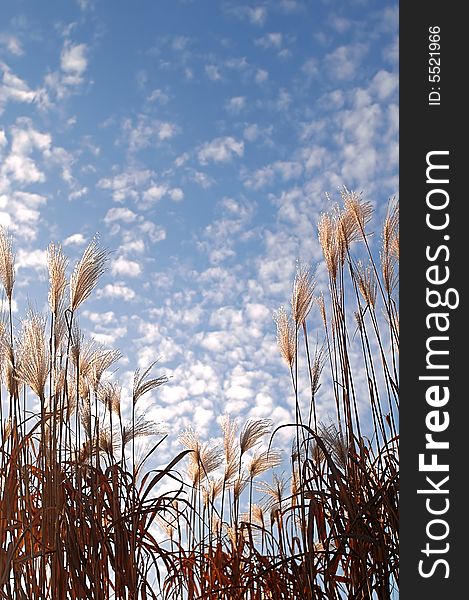 Dried grass/grains against a blue sky. Dried grass/grains against a blue sky