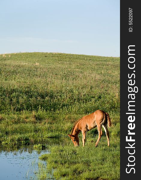 Sorrel quarter horse foal by a stream. Sorrel quarter horse foal by a stream