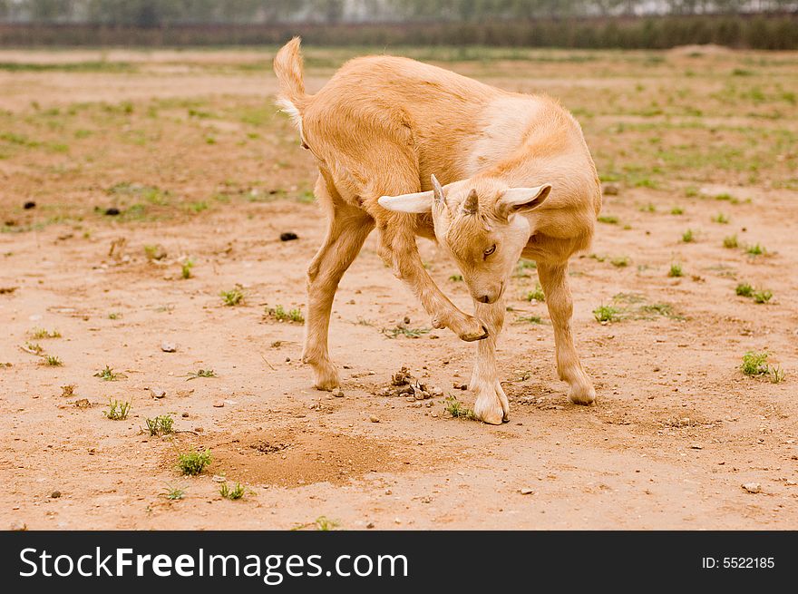 Milch goat in a farm of chinese vallage