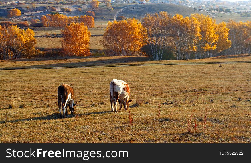 Two cattles is eating grass