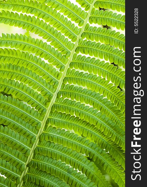 Fern leaves background on summer