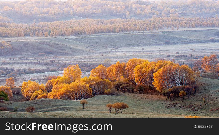 Golden Silver Birch