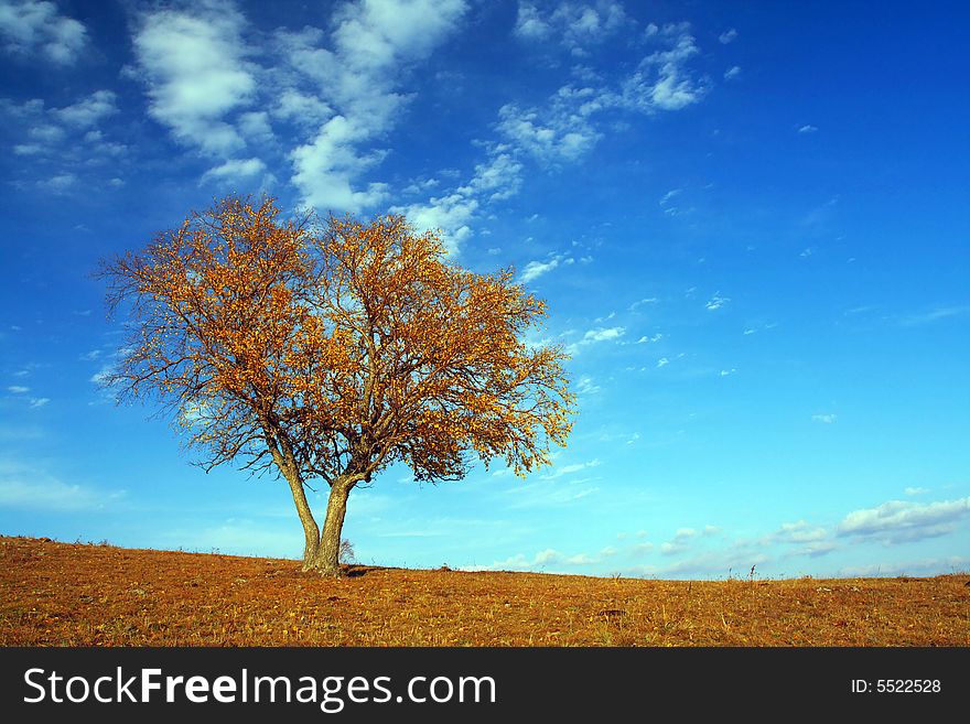 A tree is lonely under sky