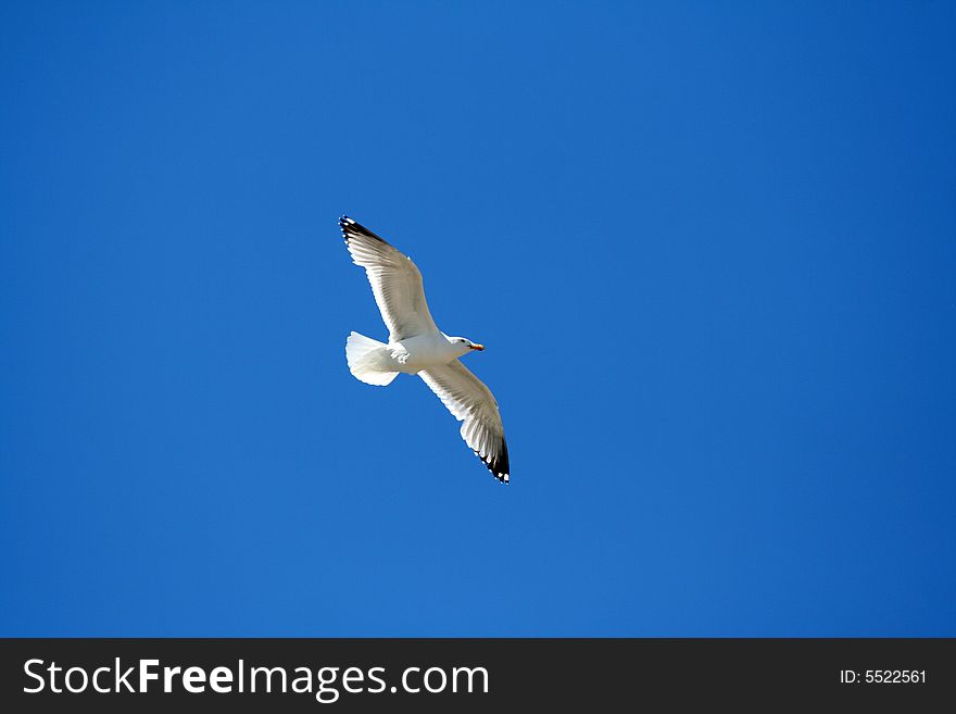 A sealgull is flying in the sky over Jones Beach, New York. A sealgull is flying in the sky over Jones Beach, New York