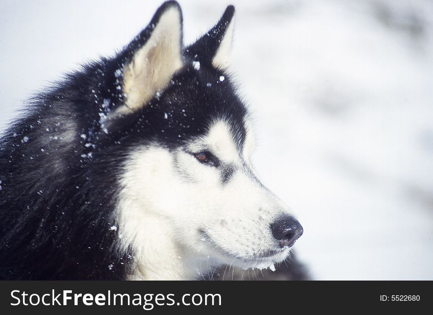 Husky With Snow