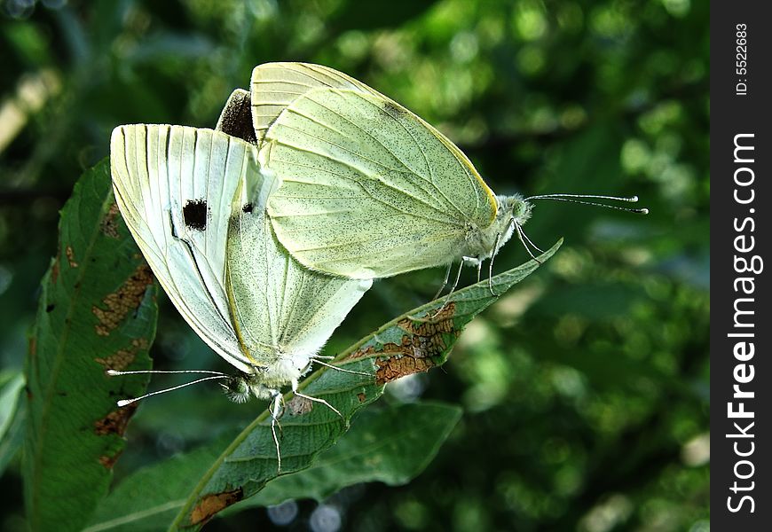 The picture of butterflies is done a large plan. The picture of butterflies is done a large plan.