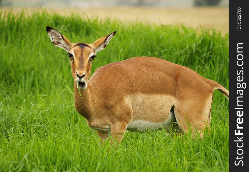 I took this picture at Krugersdorp Nature Reserve,South Africa. I took this picture at Krugersdorp Nature Reserve,South Africa.