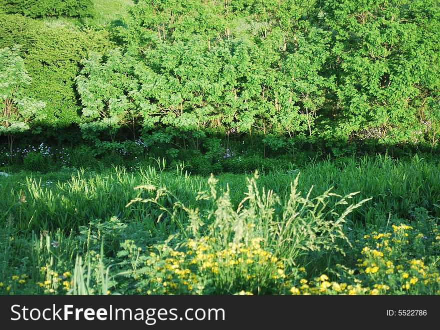 Summer outdoors with grass flowers and trees