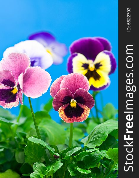 Colorful Viola flowers on blue background. Colorful Viola flowers on blue background