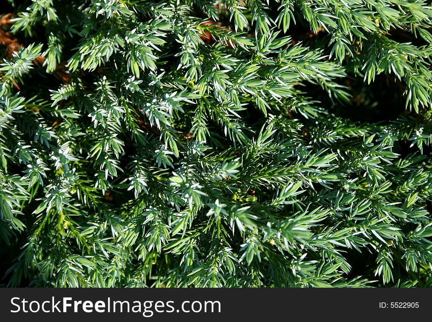 Green thuja and water droplet