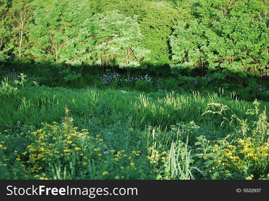 Summer outdoors with grass flowers and trees