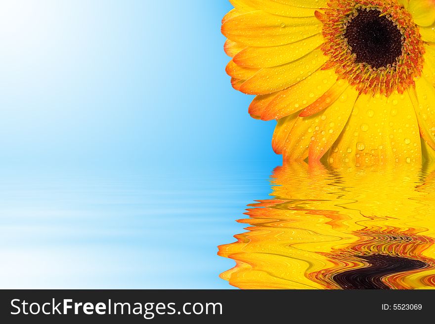 Gerbera with sunny blue sky and water reflection. Gerbera with sunny blue sky and water reflection