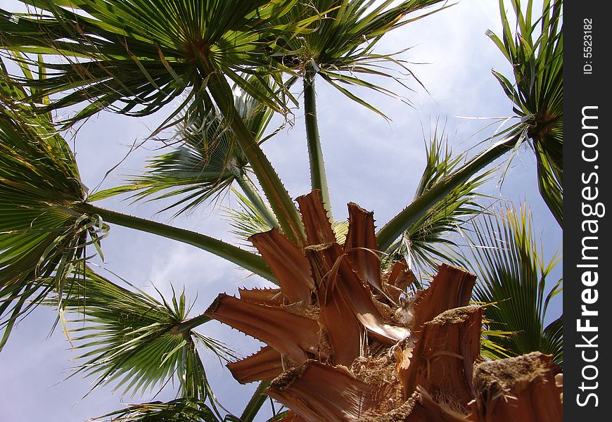 Leafy palm branches in sunshine. Leafy palm branches in sunshine