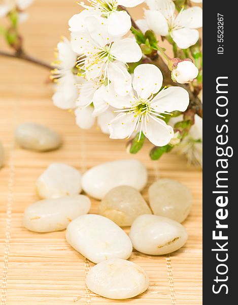 Smooth bright pebbles and cherry tree branch on bamboo. Smooth bright pebbles and cherry tree branch on bamboo