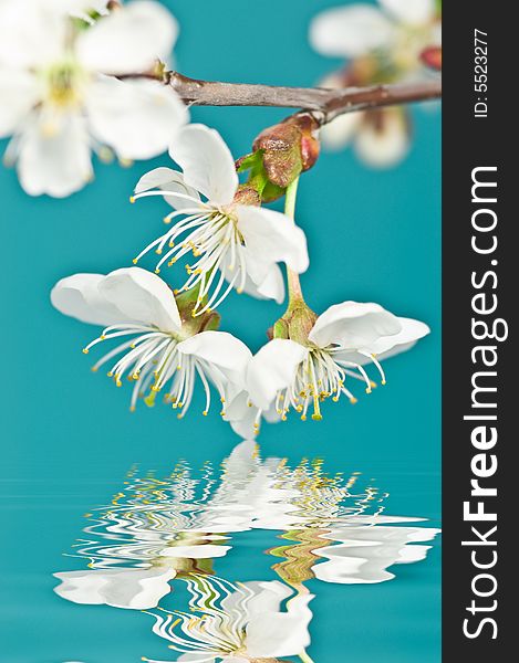 Blooming cherry tree reflecting in turquoise-blue water