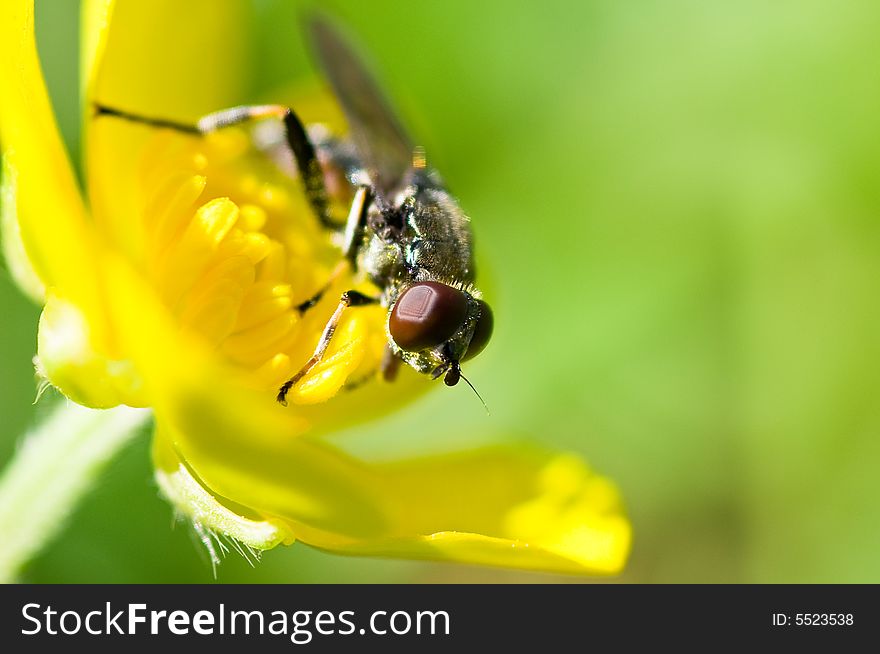 Fly on a yellow Buttercup flower. Fly on a yellow Buttercup flower