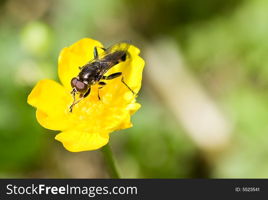 Fly on a yellow Buttercup flower. Fly on a yellow Buttercup flower