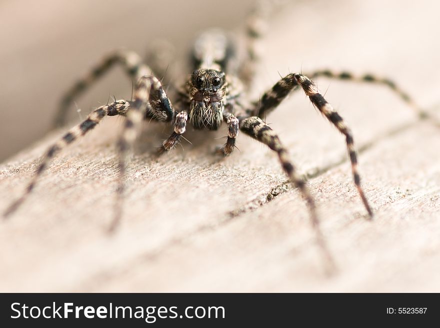 Close up on a wolf spider