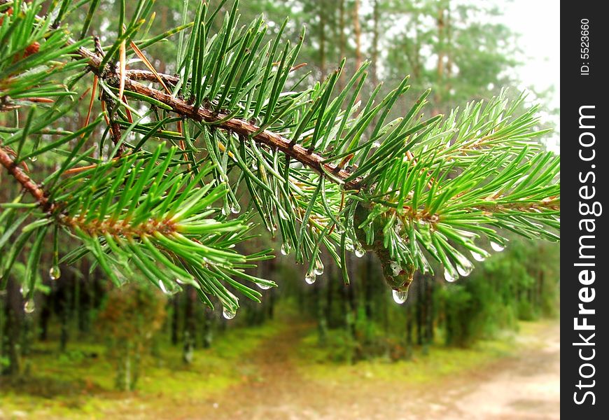 Pine tree stick in the forest