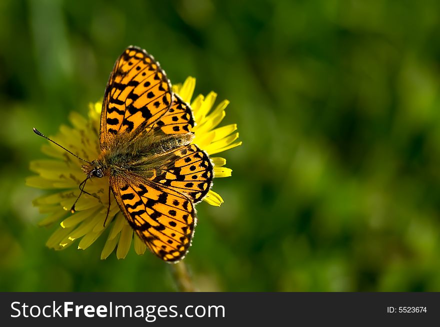 Close up on a butterfly on a Dandelion