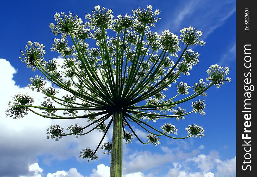 Umbrella like flower on sky background. Umbrella like flower on sky background