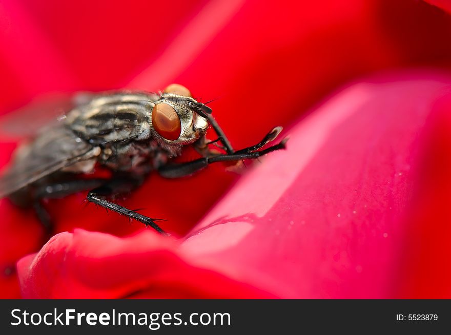 The fly on the flower