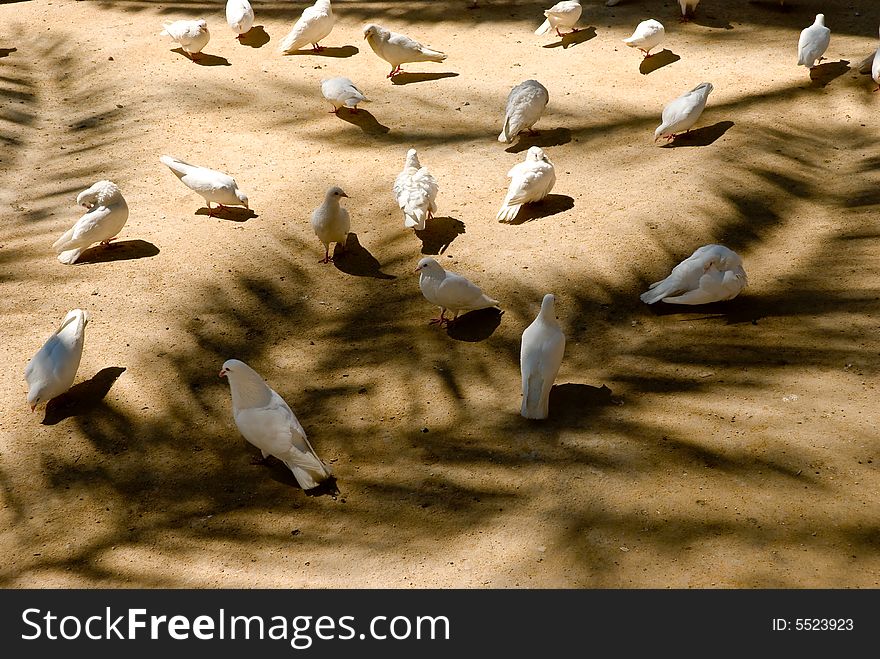 Many White Doves In The Park