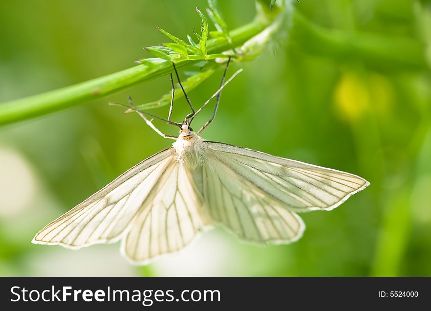 Close up on butterfly on green grass