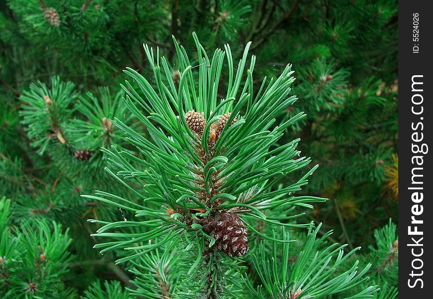 Pine tree in the forest