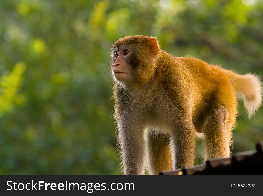 A monkey standing on a roof top of a house in a forest.